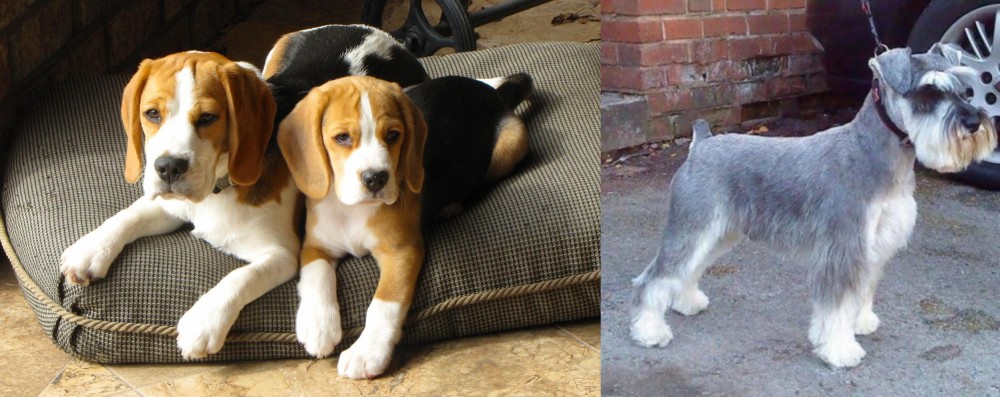 Miniature Schnauzer vs Beagle - Breed Comparison