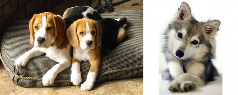 Miniature Siberian Husky vs Beagle - Breed Comparison