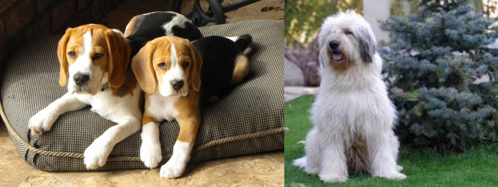Mioritic Sheepdog vs Beagle - Breed Comparison