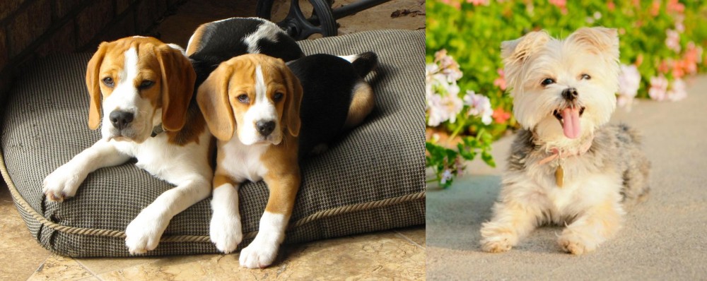 Morkie vs Beagle - Breed Comparison