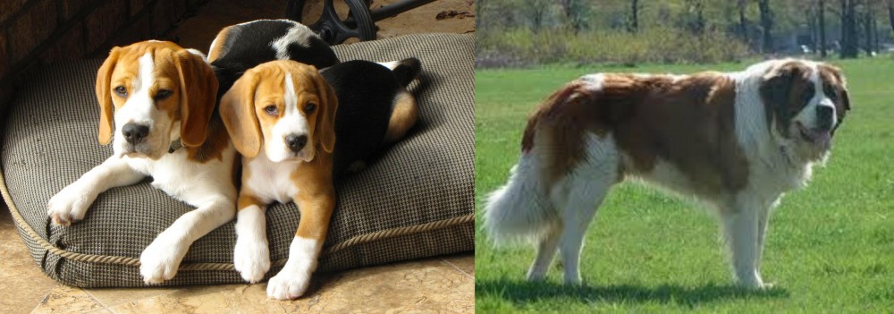 Moscow Watchdog vs Beagle - Breed Comparison