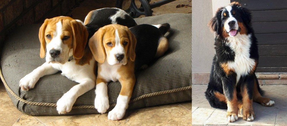 Mountain Burmese vs Beagle - Breed Comparison