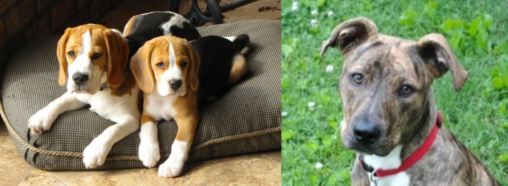 Mountain Cur vs Beagle - Breed Comparison