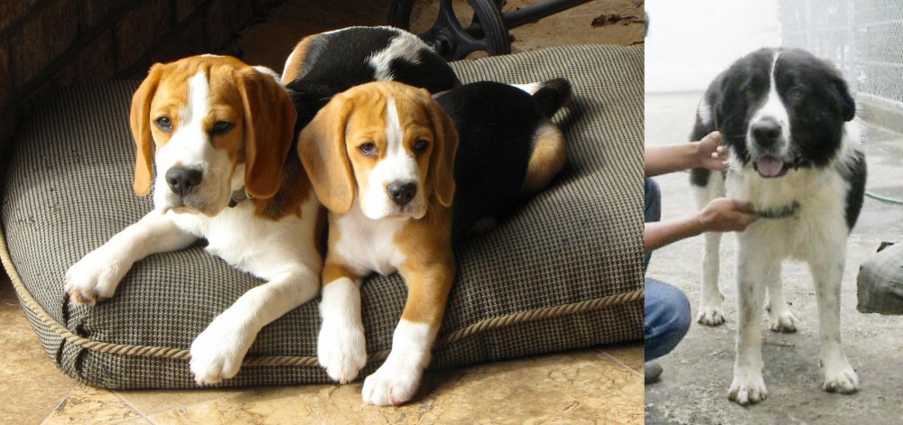 Mucuchies vs Beagle - Breed Comparison