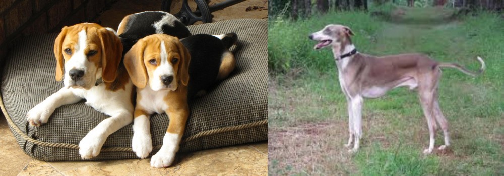 Mudhol Hound vs Beagle - Breed Comparison