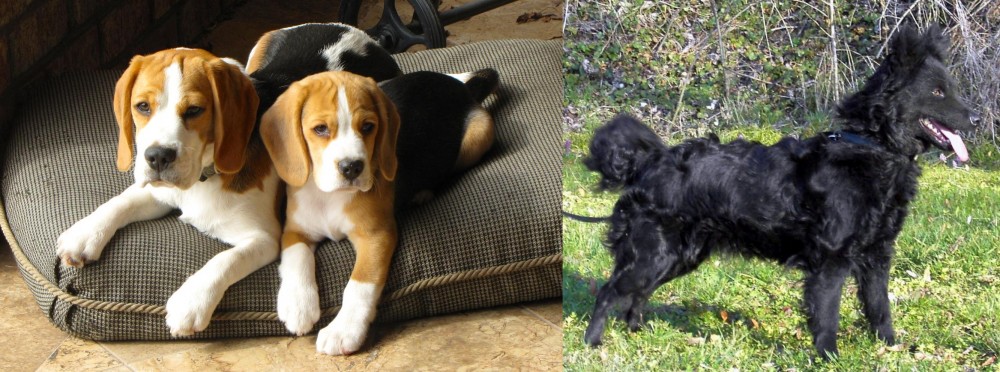 Mudi vs Beagle - Breed Comparison