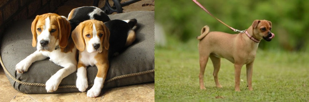 Muggin vs Beagle - Breed Comparison
