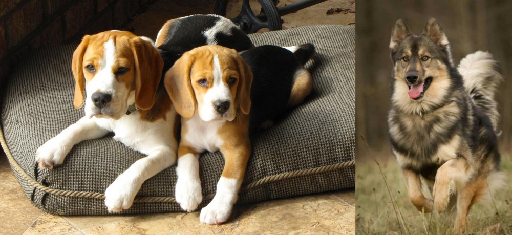 Native American Indian Dog vs Beagle - Breed Comparison