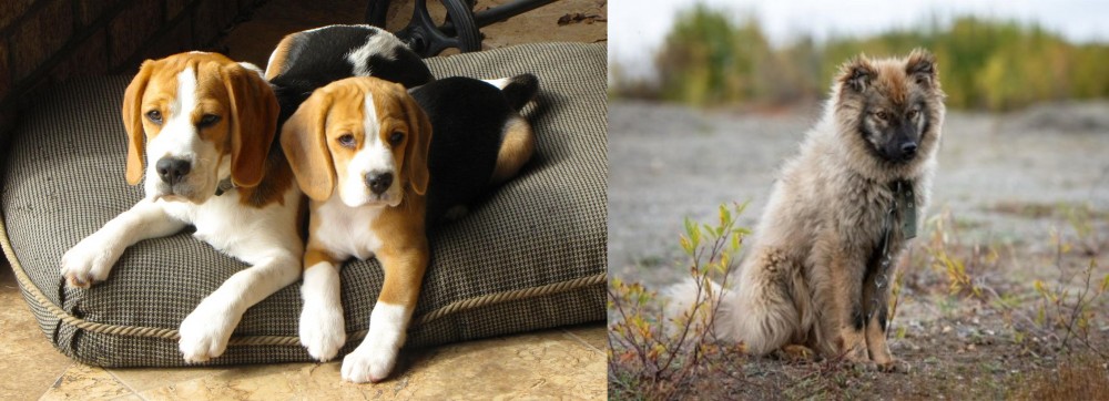 Nenets Herding Laika vs Beagle - Breed Comparison