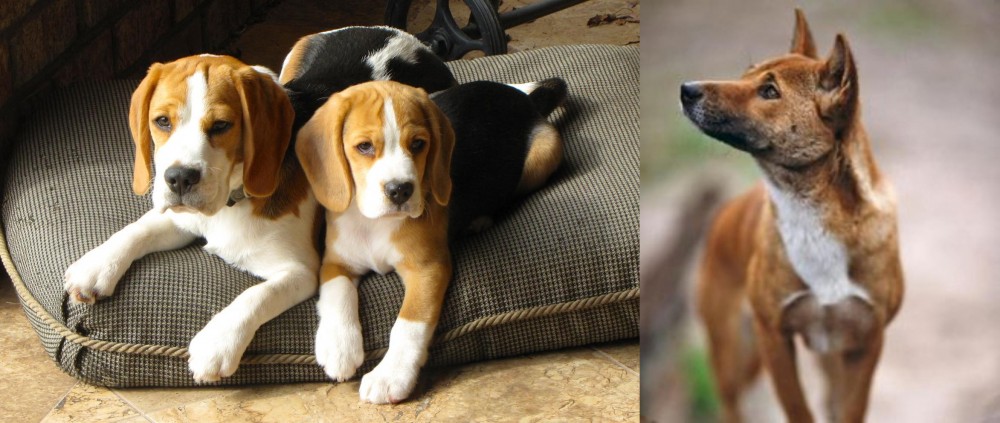 New Guinea Singing Dog vs Beagle - Breed Comparison