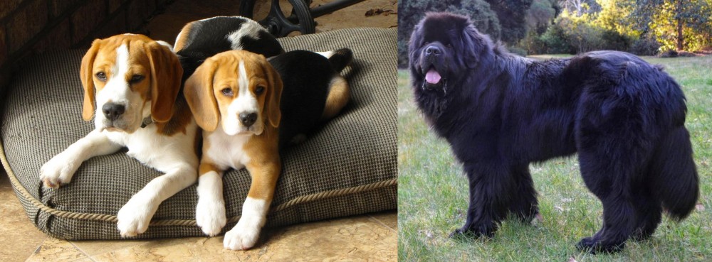 Newfoundland Dog vs Beagle - Breed Comparison