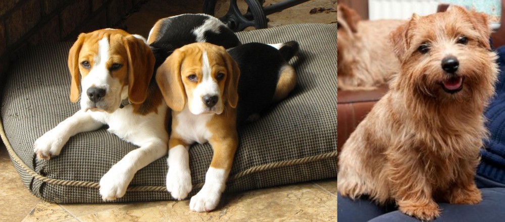 Norfolk Terrier vs Beagle - Breed Comparison