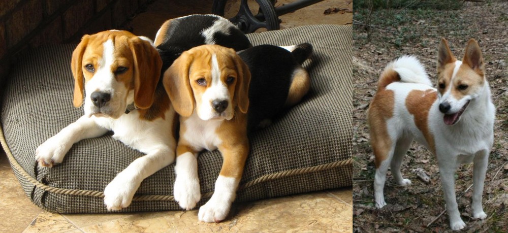 Norrbottenspets vs Beagle - Breed Comparison