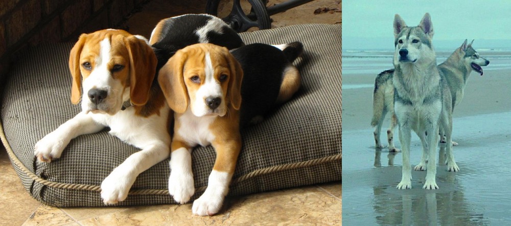 Northern Inuit Dog vs Beagle - Breed Comparison