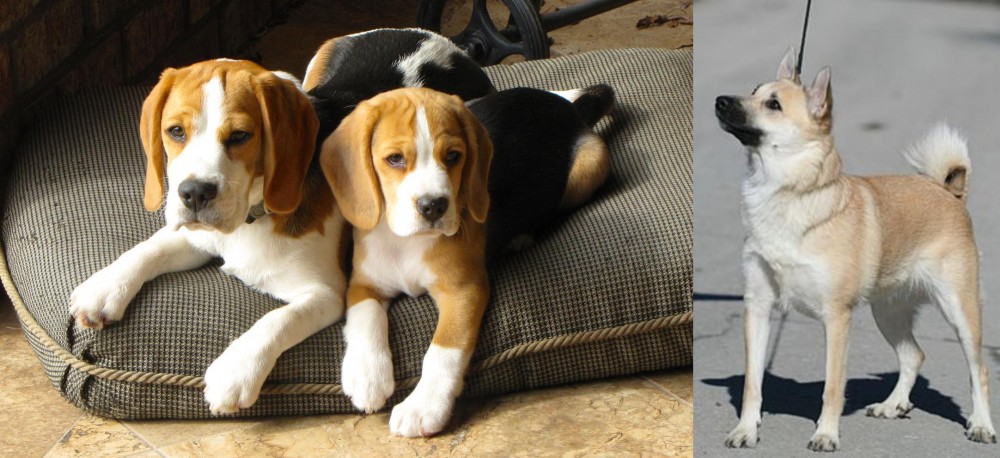 Norwegian Buhund vs Beagle - Breed Comparison