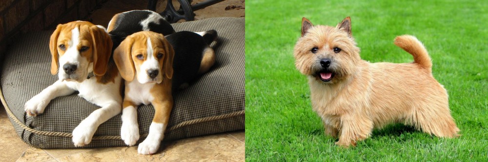 Norwich Terrier vs Beagle - Breed Comparison