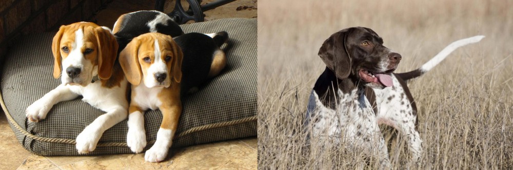 Old Danish Pointer vs Beagle - Breed Comparison