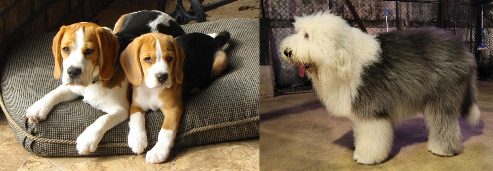 Old English Sheepdog vs Beagle - Breed Comparison
