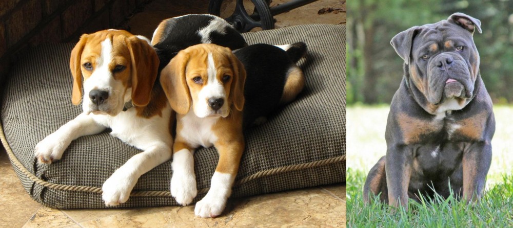 Olde English Bulldogge vs Beagle - Breed Comparison