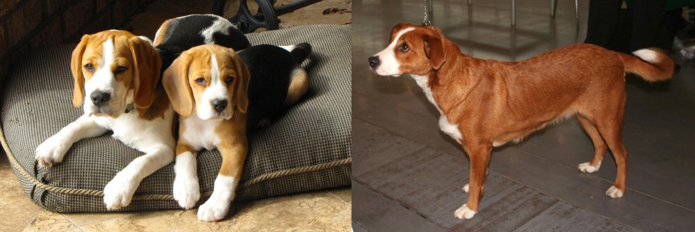 Osterreichischer Kurzhaariger Pinscher vs Beagle - Breed Comparison