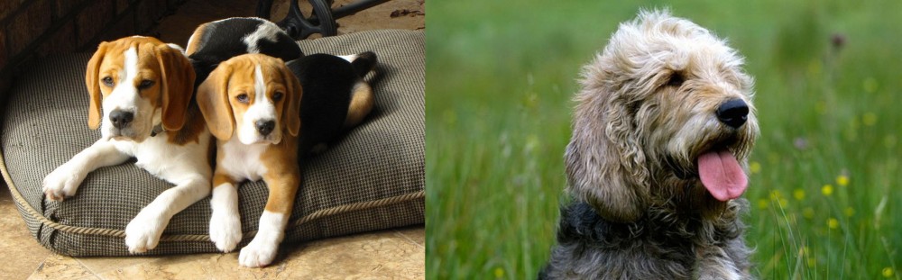 Otterhound vs Beagle - Breed Comparison