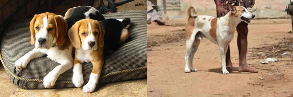 Pandikona vs Beagle - Breed Comparison