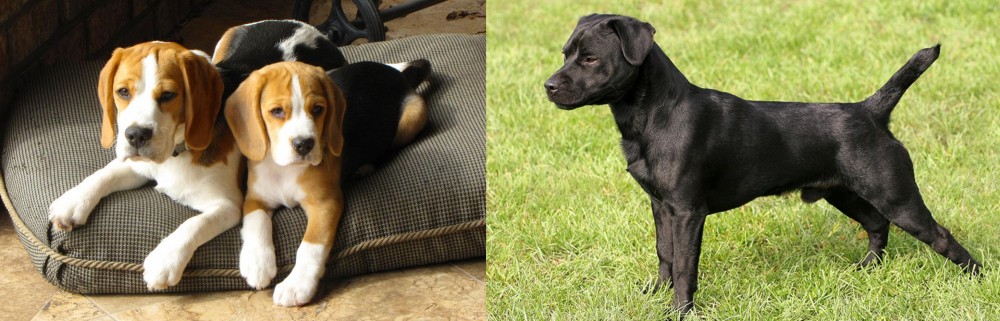 Patterdale Terrier vs Beagle - Breed Comparison
