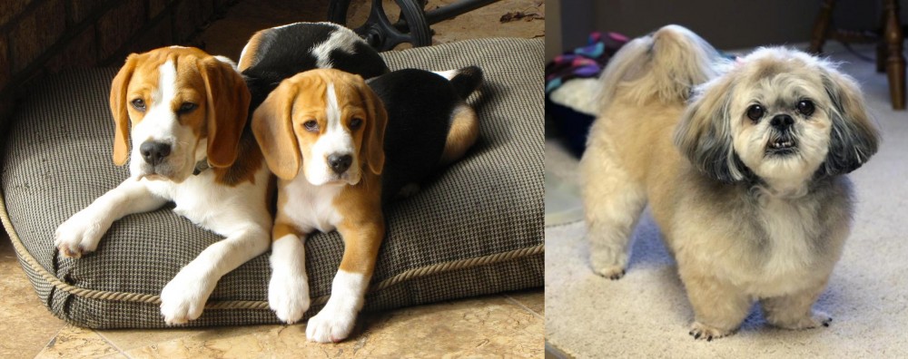 PekePoo vs Beagle - Breed Comparison