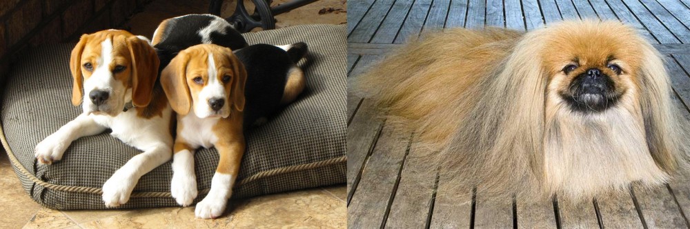 Pekingese vs Beagle - Breed Comparison