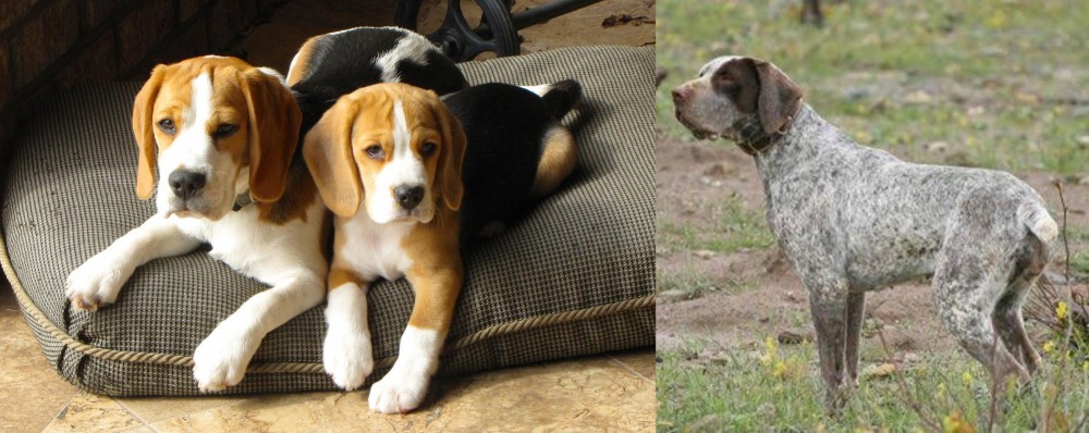 Perdiguero de Burgos vs Beagle - Breed Comparison