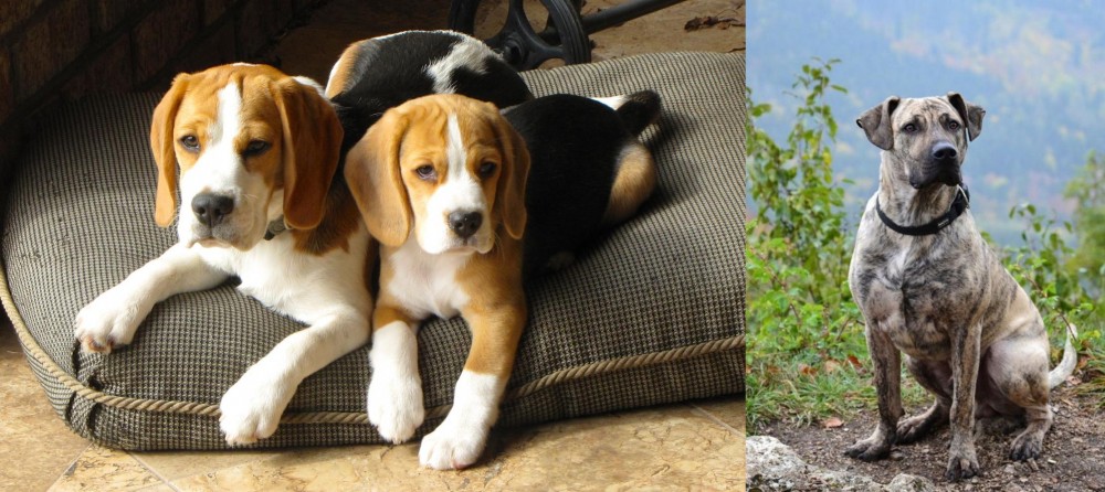 Perro Cimarron vs Beagle - Breed Comparison