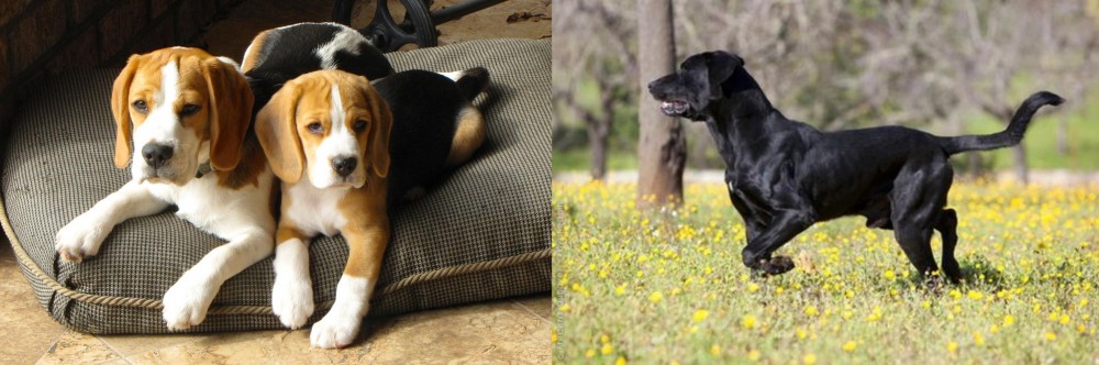 Perro de Pastor Mallorquin vs Beagle - Breed Comparison