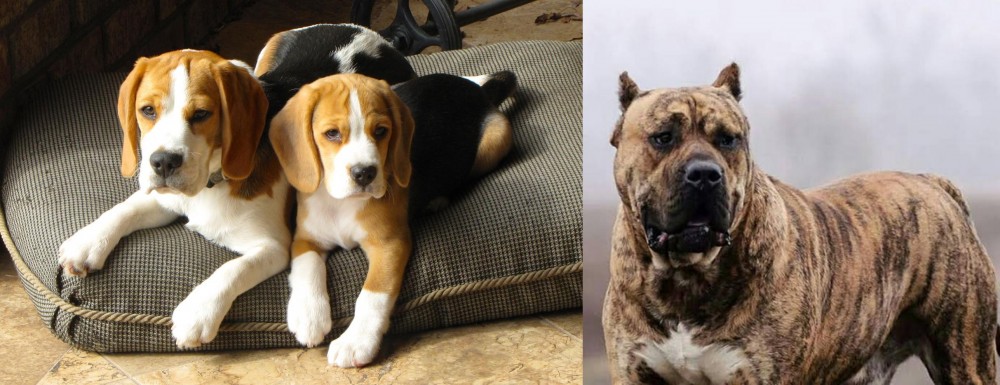 Perro de Presa Canario vs Beagle - Breed Comparison