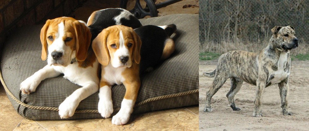 Perro de Presa Mallorquin vs Beagle - Breed Comparison