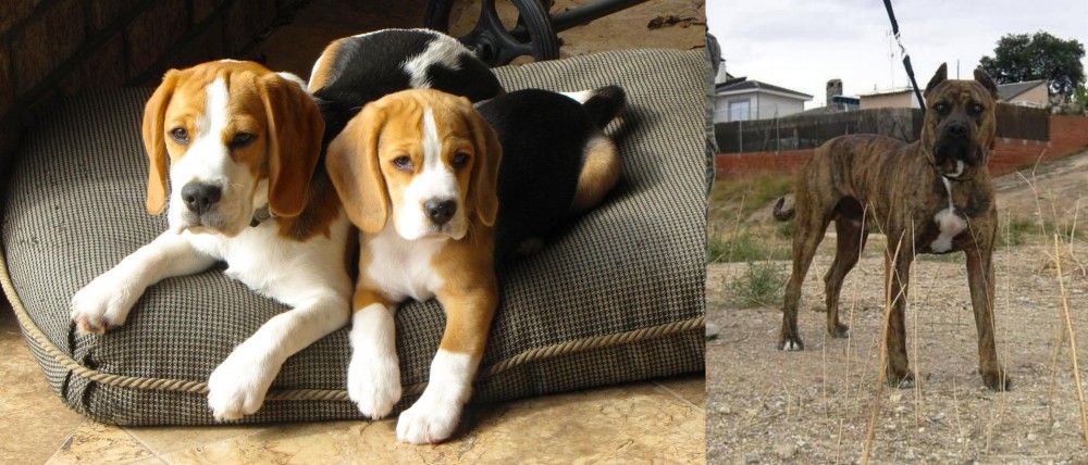 Perro de Toro vs Beagle - Breed Comparison