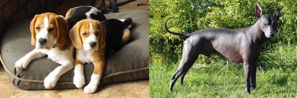 Peruvian Hairless vs Beagle - Breed Comparison