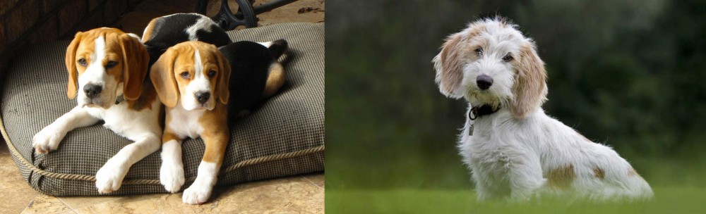 Petit Basset Griffon Vendeen vs Beagle - Breed Comparison