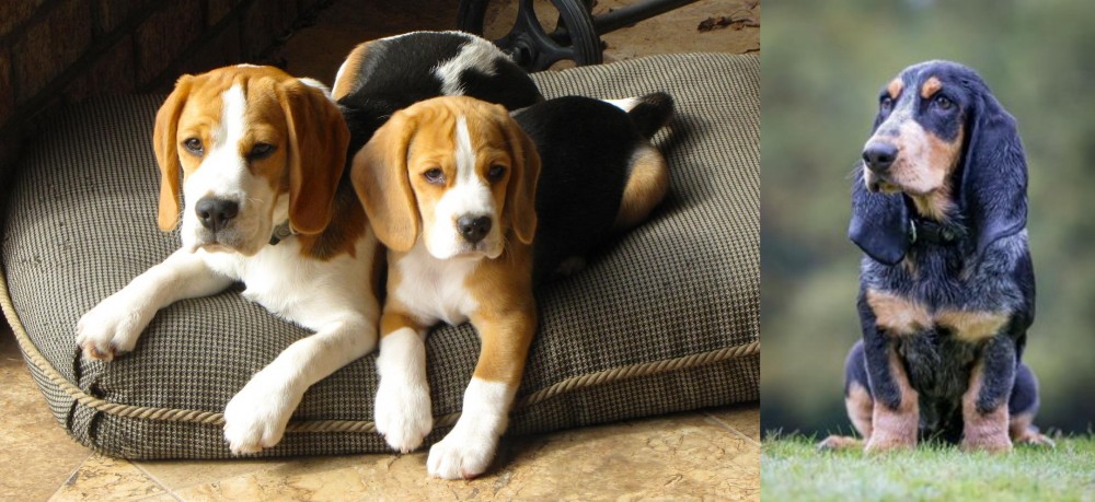 Petit Bleu de Gascogne vs Beagle - Breed Comparison