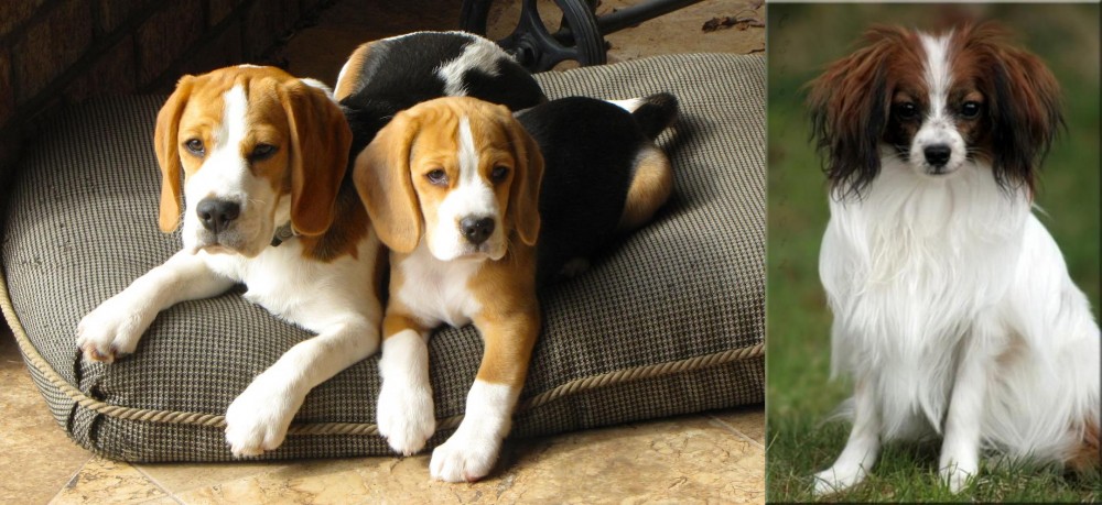 Phalene vs Beagle - Breed Comparison