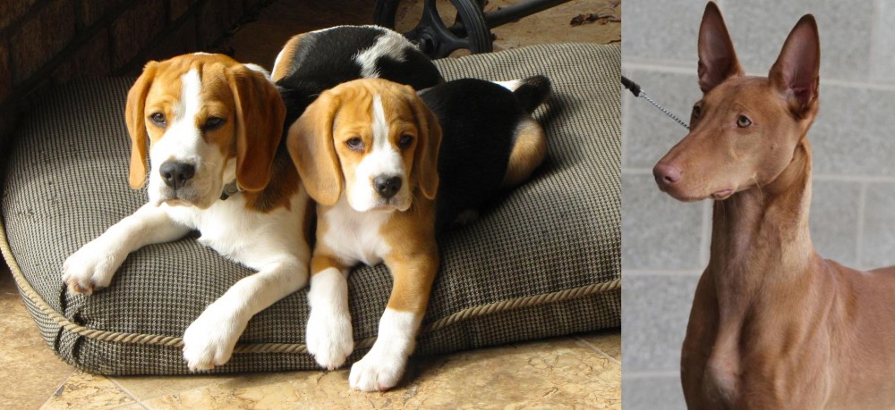 Pharaoh Hound vs Beagle - Breed Comparison