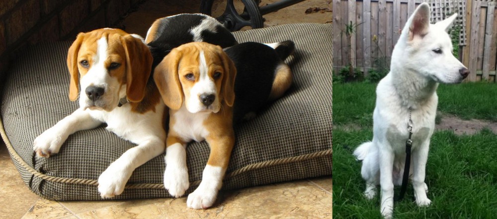 Phung San vs Beagle - Breed Comparison