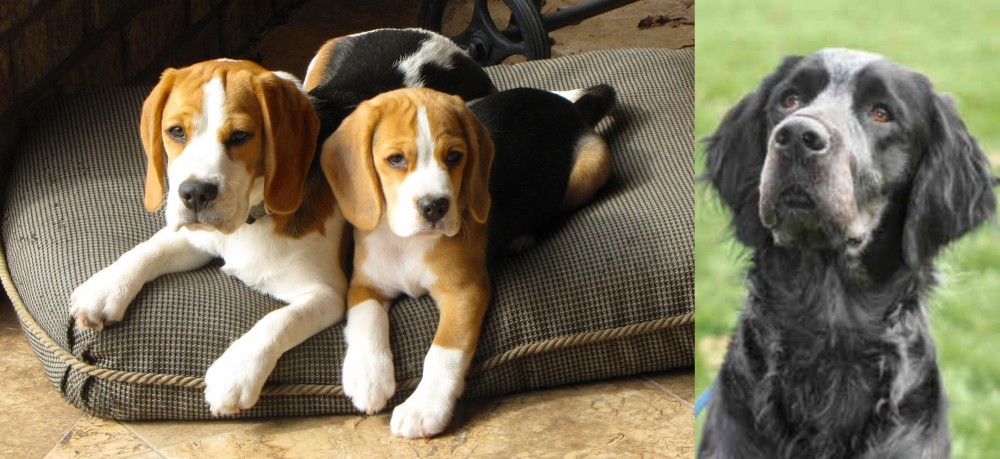 Picardy Spaniel vs Beagle - Breed Comparison