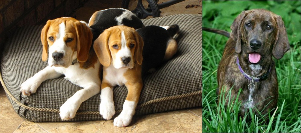 Plott Hound vs Beagle - Breed Comparison