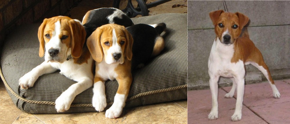 Plummer Terrier vs Beagle - Breed Comparison