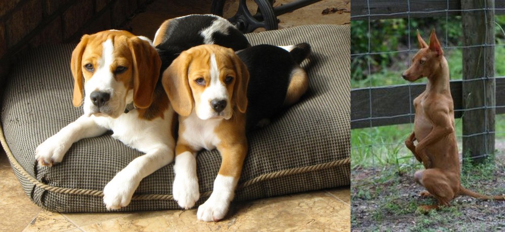 Podenco Andaluz vs Beagle - Breed Comparison