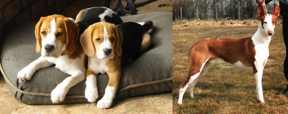 Podenco Canario vs Beagle - Breed Comparison