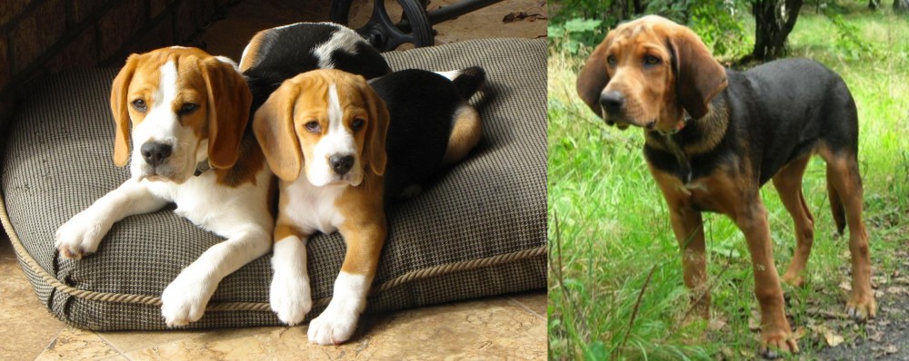 Polish Hound vs Beagle - Breed Comparison