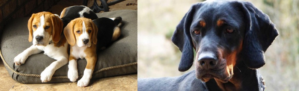 Polish Hunting Dog vs Beagle - Breed Comparison
