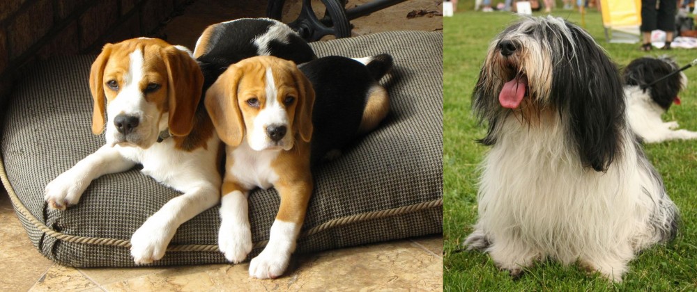 Polish Lowland Sheepdog vs Beagle - Breed Comparison