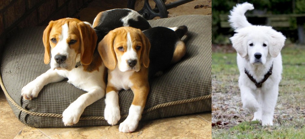 Polish Tatra Sheepdog vs Beagle - Breed Comparison
